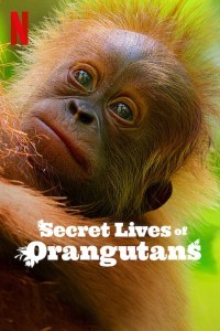 Secret Lives of Orangutans (2024) Hollywood Hindi Dubbed